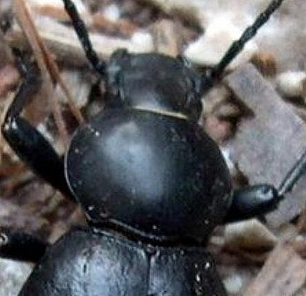 Tentyria italica e Scaurus striatus